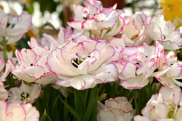 Tulipa Danceline, big, puffy, peony-like flower that opens ivory with yellow glow, variable, vertical raspberry lines and exterior green feathering