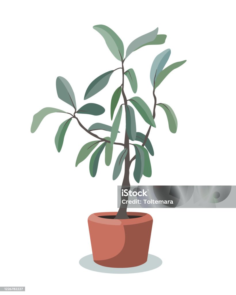 Indoor Tree Plant Vector Greenery For The Flat Design Interior ...