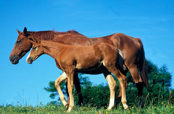 istock SELLE FRANCAIS HORSE, MARE WITH FOAL 1226783186