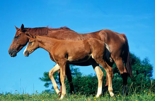 Photo of SELLE FRANCAIS HORSE, MARE WITH FOAL