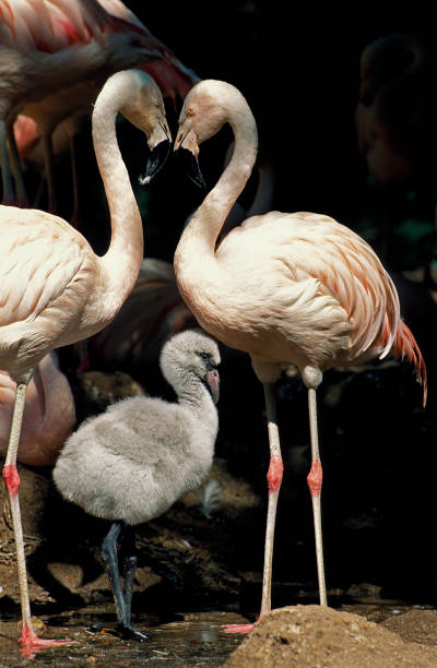 istock CHILEAN FLAMINGO phoenicopterus chilensis, PAIR WITH CHICK 1226783194