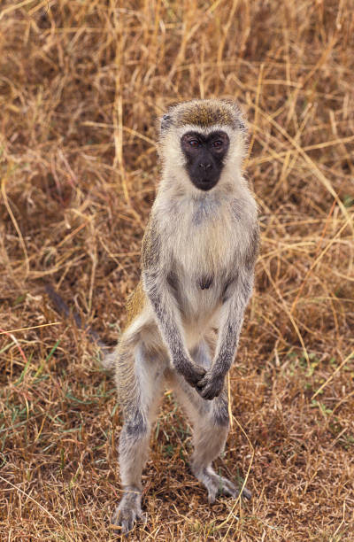 istock VERVET MONKEY cercopithecus aethiops, FEMALE STANDING ON HIND LEGS, KENYA 1226783299