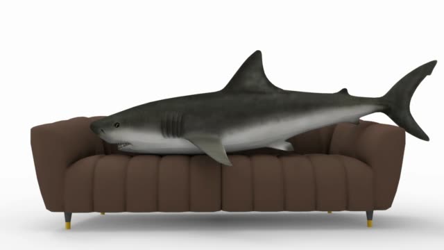 Comfortable sofa. If only a shark could, he would lie down on it