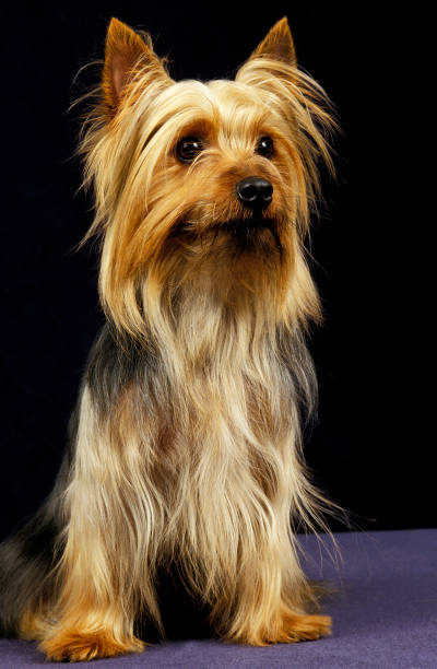 istock SILKY TERRIER, ADULT SITTING AGAINST BLACK BACKGROUND 1226783313