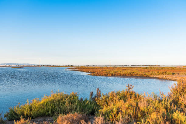 istock Tranquil Water Canal at the Ebro Delta Natural Park, Spain 1226783715