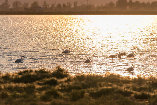 istock Tranquil Scene during Sunset with Flamingos at the Ebro Delta, Spain 1226783722