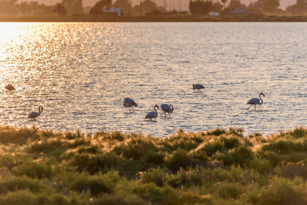 istock Tranquil Scene during Sunset with Flamingos at the Ebro Delta, Spain 1226783729