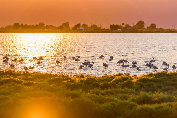 istock Tranquil Scene during Sunset with Flamingos at the Ebro Delta, Spain 1226783747