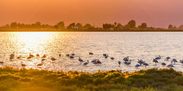 istock Tranquil Scene during Sunset with Flamingos at the Ebro Delta, Spain 1226783757