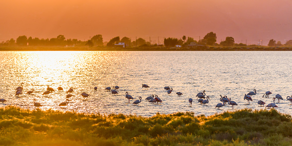 Flamingos during sunset in Ebro Delta Natural Park, Tarragona, Catalunya, Spain. Copy space for text, Panoramic view