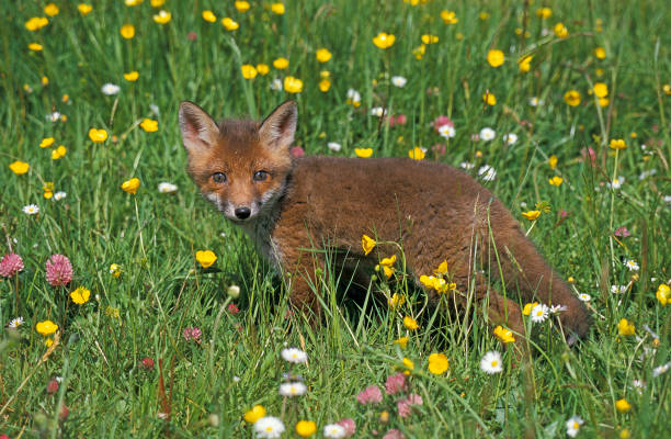 istock RED FOX vulpes vulpes, PUP STANDING IN FLOWERS 1226784899