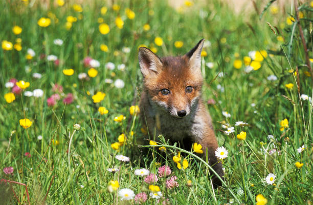 istock RED FOX vulpes vulpes, PUP STANDING IN FLOWERS 1226784926
