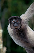 colombian-wolly-monkey-lagothrix-lagothricha-lugens-adult.jpg?b=1&s=170x170&k=20&c=7wgzoiWTeyugyAEbNzqdYJHhPtl26lAIUKCthwiuW7I=