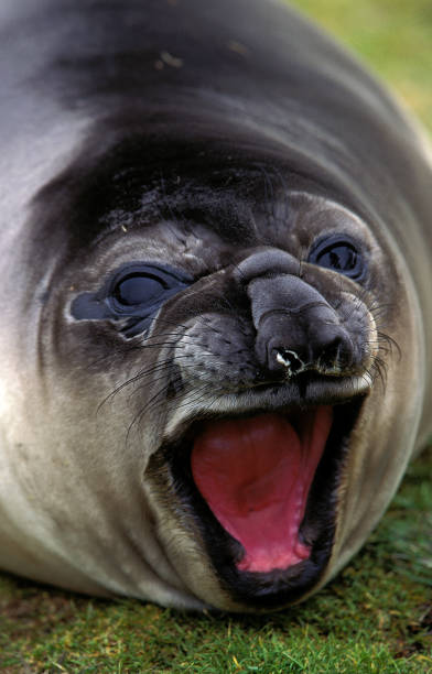 foca-elefante do sul mirounga leonina, retrato de fêmea com boca aberta, antártica - animal elephant seal seal yawning - fotografias e filmes do acervo