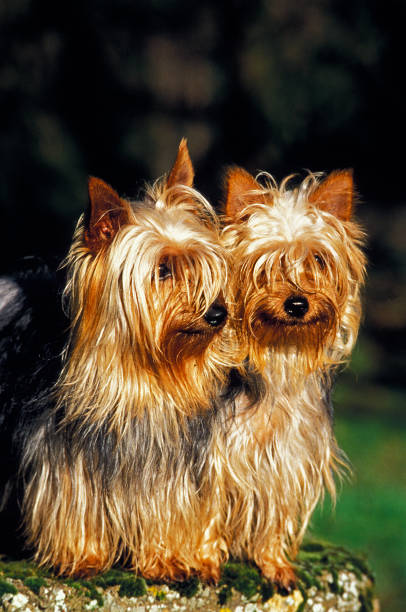 istock SILKY TERRIER, PAIR OF ADULTS 1226785090