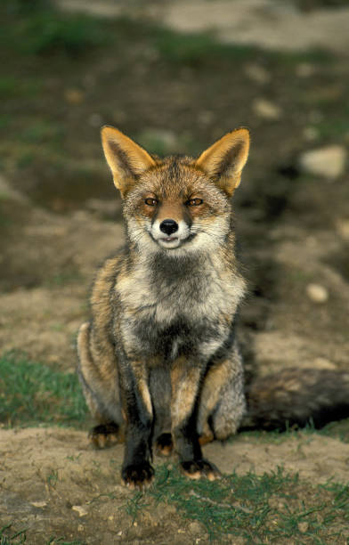 istock RED FOX vulpes vulpes, ADULT SITTING 1226785149