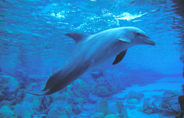 istock BOTTLENOSE DOLPHIN tursiops truncatus, HONDURAS 1226785157