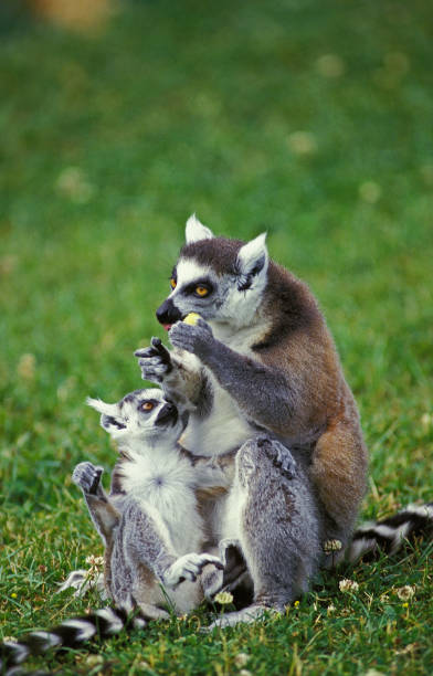 istock RING TAILED LEMUR lemur catta, FEMALE WITH YOUNG 1226785174