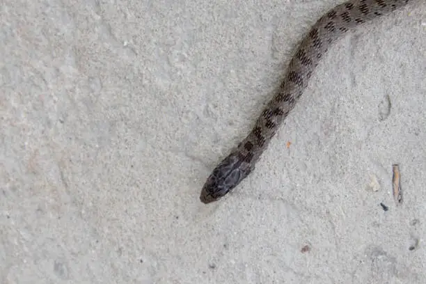 Photo of Beautiful snake creeps. The pattern on the body of the snake, the eye of the snake