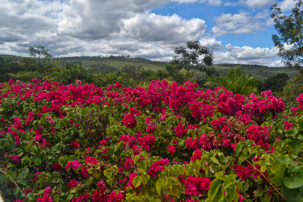 Flower - Nature