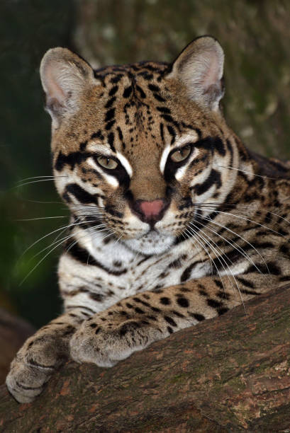 istock OCELOT leopardus pardalis, ADULT LAYING DOWN ON BRANCH 1226786220