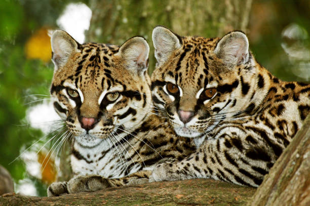 istock OCELOT leopardus pardalis, PAIR OF ADULTS STANDING ON BRANCH 1226786228