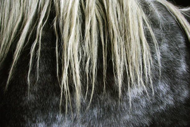 istock MANE OF PERCHERON HORSE 1226786256