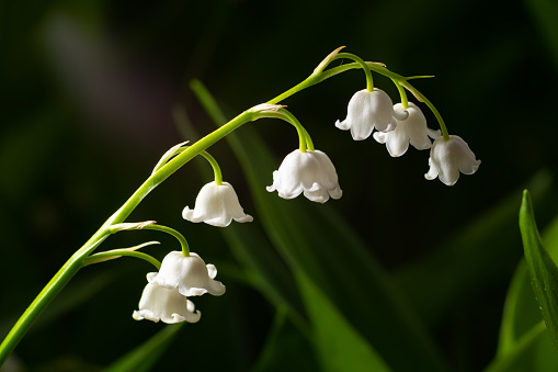 side view of the lily of the valley, Convallaria majalis