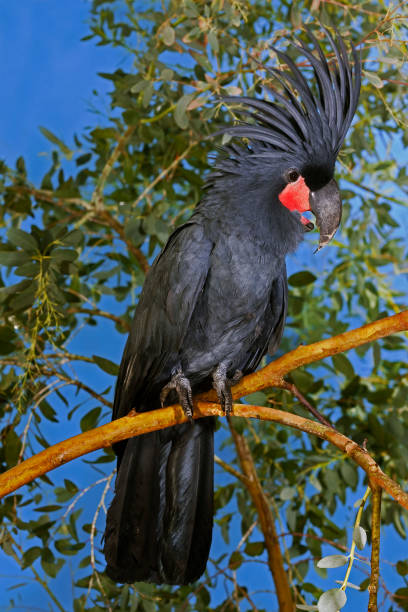 palm cockatoo probosciger aterrimus, adult standing on branch - psittacoidea photos et images de collection