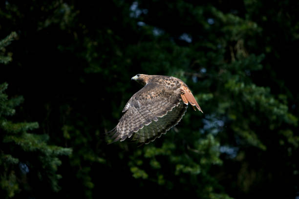 istock RED-TAILED HAWK buteo jamaicensis, ADULT IN FLIGHT 1226786461