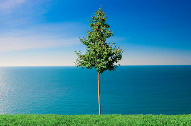 Alone tree on a sea coastline. Tranquil landscape