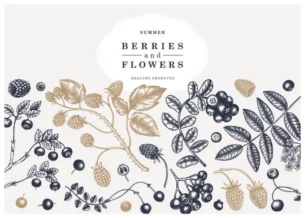 Vector illustration of dried fruits collection [Converted]
