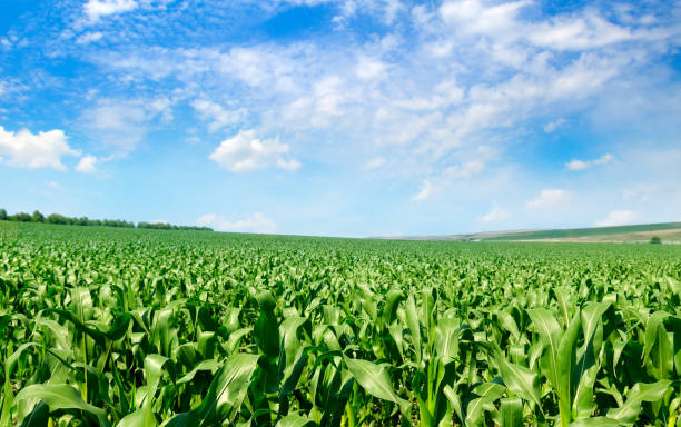 istock Agricultural landscape. Green corn field and bright blue sky. 1226786739