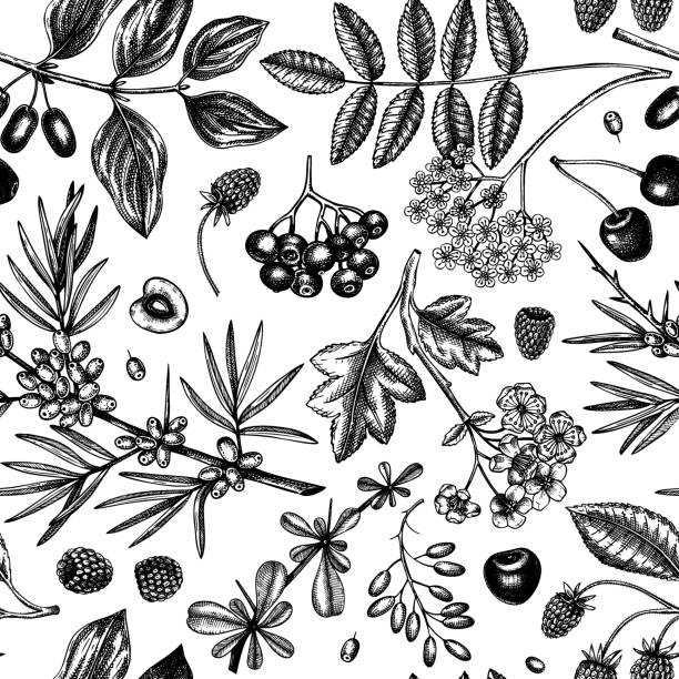 wilde beeren skizzieren nahtlose muster. - hawthorn square shape square leaf stock-grafiken, -clipart, -cartoons und -symbole