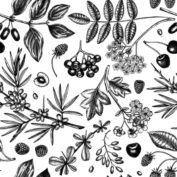 Vector illustration of Wild berries sketch seamless pattern.