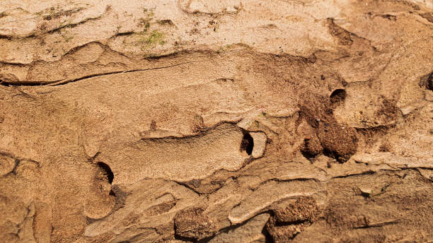 istock Old rustic wooden surface. Boards for background and construction. Brown texture. 1226786930