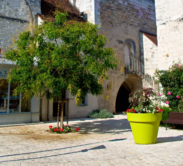 Tree and large green plantpot in a courtyard in France