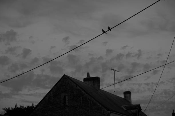 istock Two birds sitting on a telephone wire 1226787723