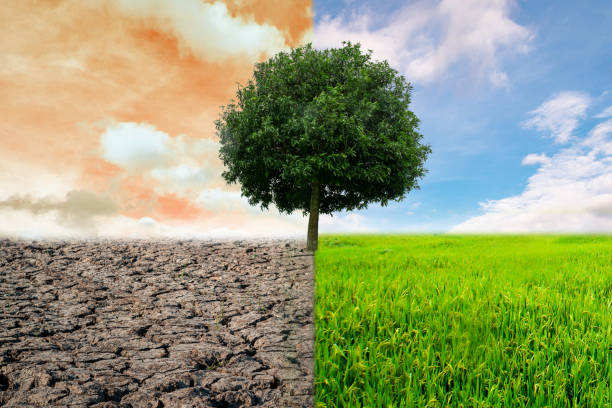 istock Environmental and global warming concepts,, Creative concept landscape. Live and dead tree. 1226787774