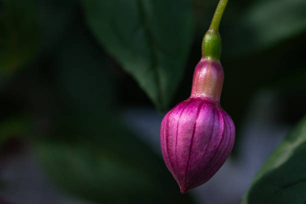 Vibrant pink fuchsia flower firm bud texture macro against dark green blurred background of plants own leaves, artistic natural background with selective focus and contrasting colours