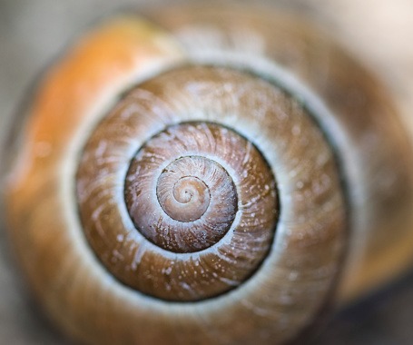 Snail shell coiled texture macro - warm brown and golden colored full frame background with selective focus on the center spiral, Fibonacci Numbers In Nature concept