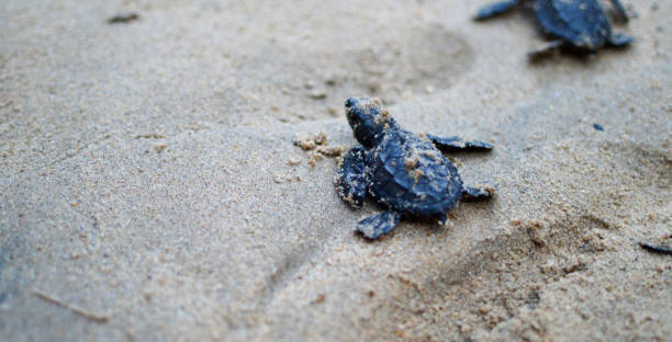 istock Baby sea turtles 1226789132