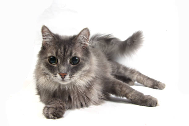 istock curious gray domestic cat lying on white background 1226789184