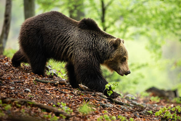 istock Territorial brown bear walking down the hill on ground covered with leaves 1226789414