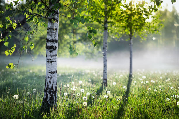 schöne naturlandschaft mit birkenhain im morgennebel. - birke stock-fotos und bilder