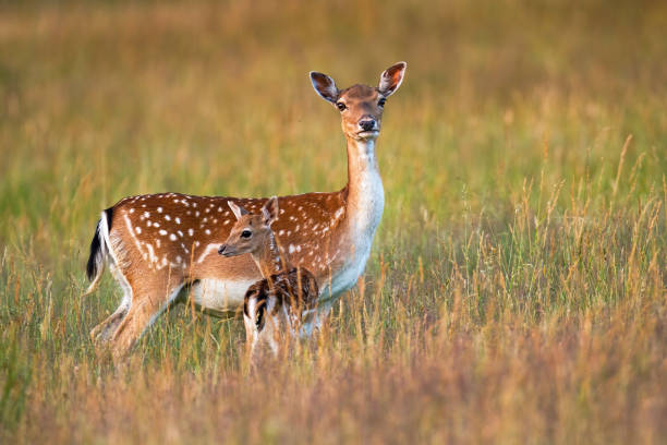 istock Protective fallow deer watching around and guarding little cute fawn in nature 1226790072