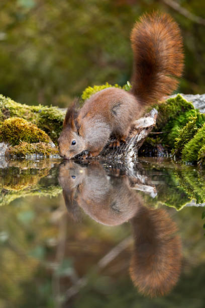 istock Lovely red squirrel with fluffy tail drinking water from pond in spring forest. 1226790092
