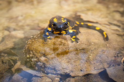 Inactive fire salamander, salamandra salamandra, resting in water on sunny spring day with warm light. Still black animal with yellow stripes lying down in river on stone.