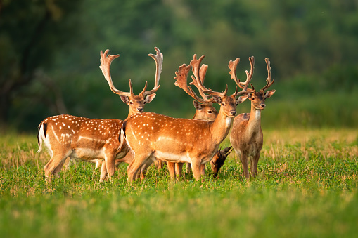 Numerous herd of fallow deer, dama dama, stags standing and watching on agricultural field in summer. Many wild animals with growing antlers in nature.
