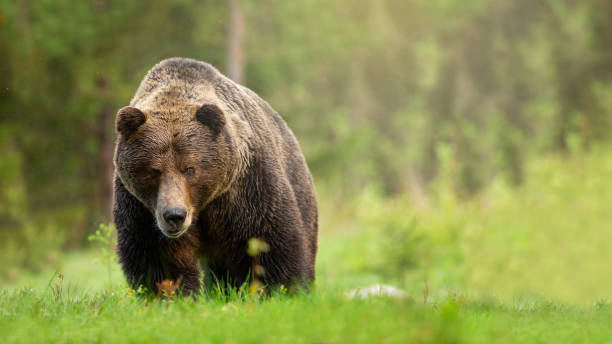 istock Rough brown bear male approaching on meadow with green grass from front view 1226790486
